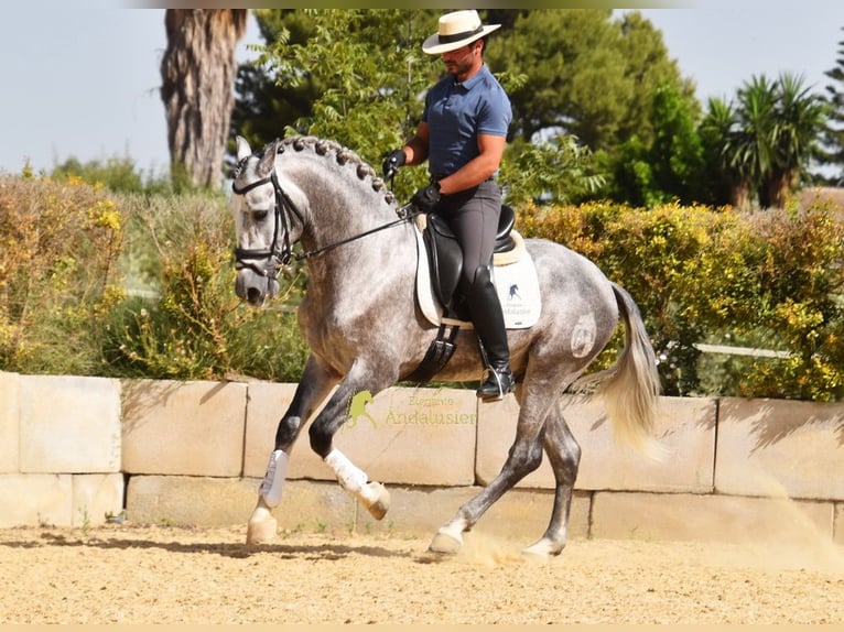 PRE Stallone 4 Anni Grigio in Provinz Malaga