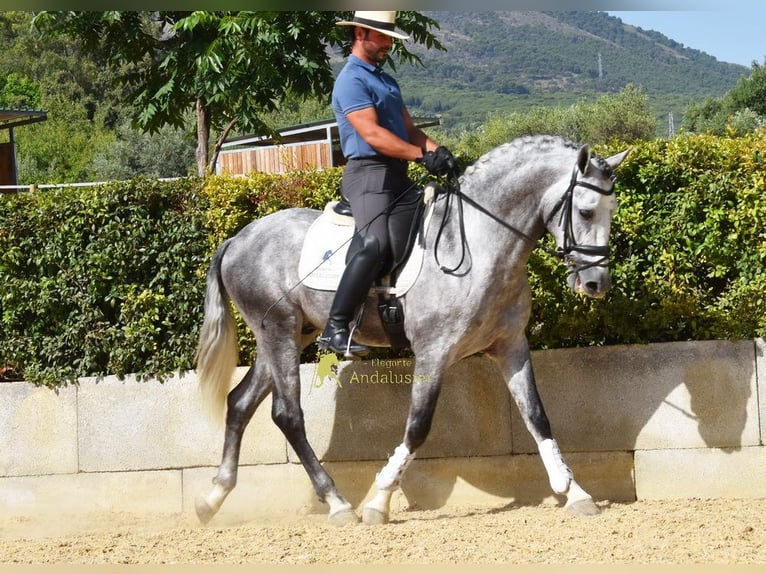 PRE Stallone 4 Anni Grigio in Provinz Malaga