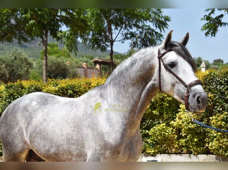 PRE Stallone 4 Anni Grigio in Provinz Malaga