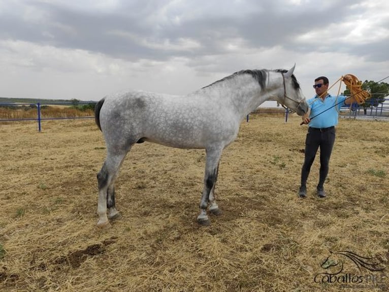 PRE Stallone 4 Anni Grigio in Badajoz