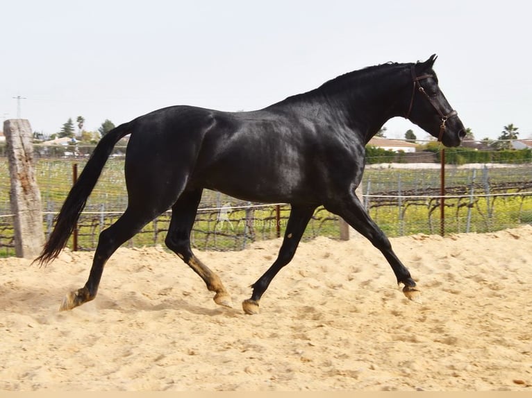 PRE Mix Stallone 4 Anni Morello in Provinz Cordoba