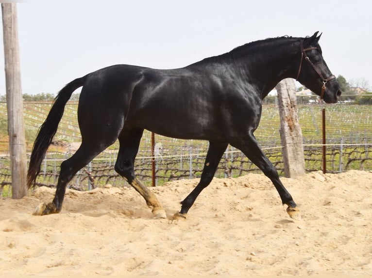 PRE Mix Stallone 4 Anni Morello in Provinz Cordoba