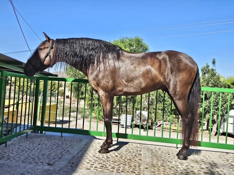 PRE Mix Stallone 5 Anni 153 cm Morello in Redovan