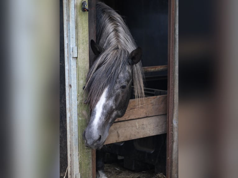 PRE Mix Stallone 5 Anni 154 cm Bianco in Ekeren