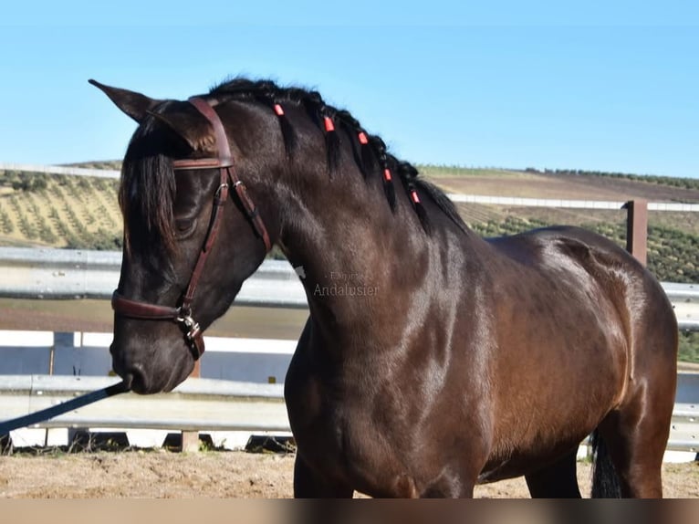 PRE Stallone 5 Anni 154 cm Morello in Provinz Cordoba