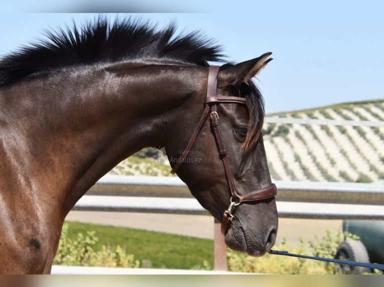 PRE Stallone 5 Anni 154 cm Morello in Provinz Cordoba