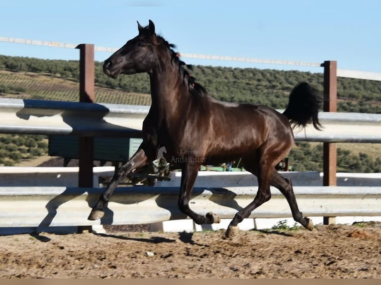 PRE Stallone 5 Anni 154 cm Morello in Provinz Cordoba