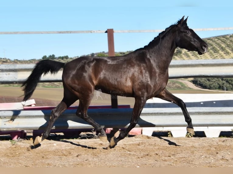 PRE Stallone 5 Anni 154 cm Morello in Provinz Cordoba