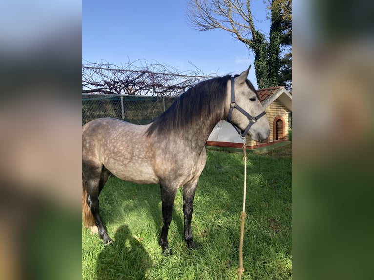 PRE Stallone 5 Anni 155 cm Grigio in Poligono Industrial A GandaraNaron