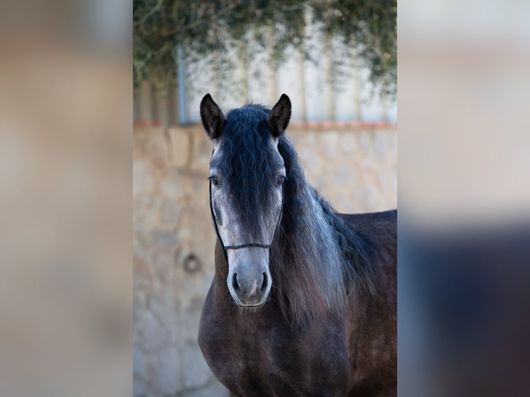 PRE Stallone 5 Anni 155 cm Grigio in Vejer de la Frontera
