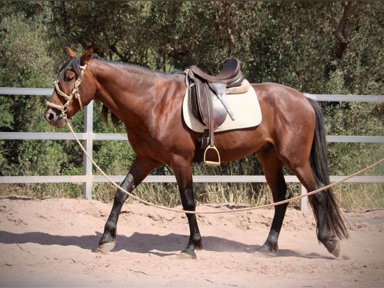 PRE Mix Stallone 5 Anni 156 cm Baio in Valencia
