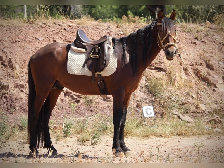 PRE Mix Stallone 5 Anni 156 cm Baio in Valencia