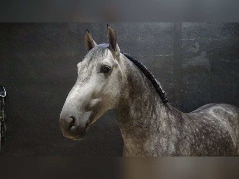 PRE Stallone 5 Anni 156 cm Grigio in Alpera