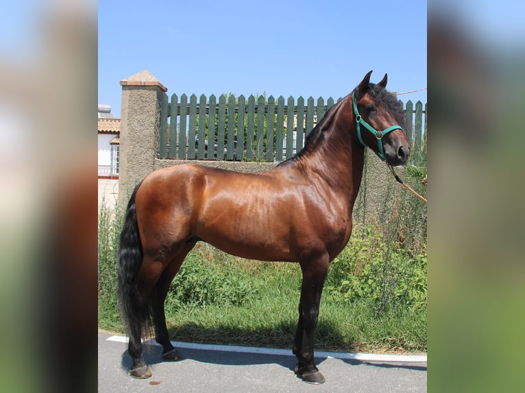 PRE Stallone 5 Anni 158 cm Baio in Vejer de la Frontera