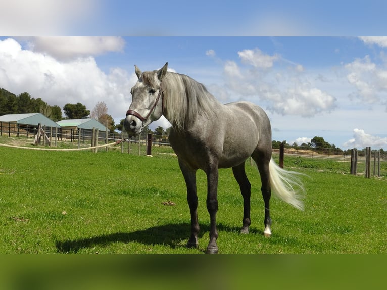 PRE Stallone 5 Anni 158 cm Grigio in Alpera