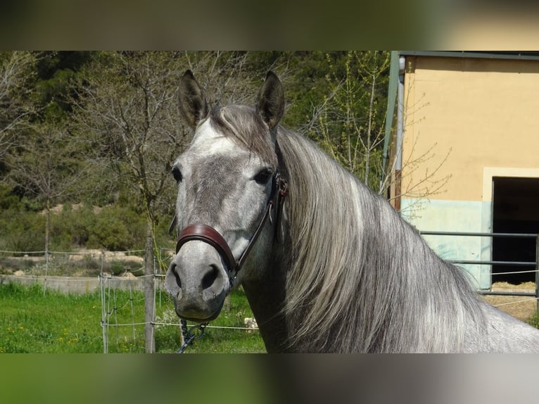 PRE Stallone 5 Anni 158 cm Grigio in Alpera