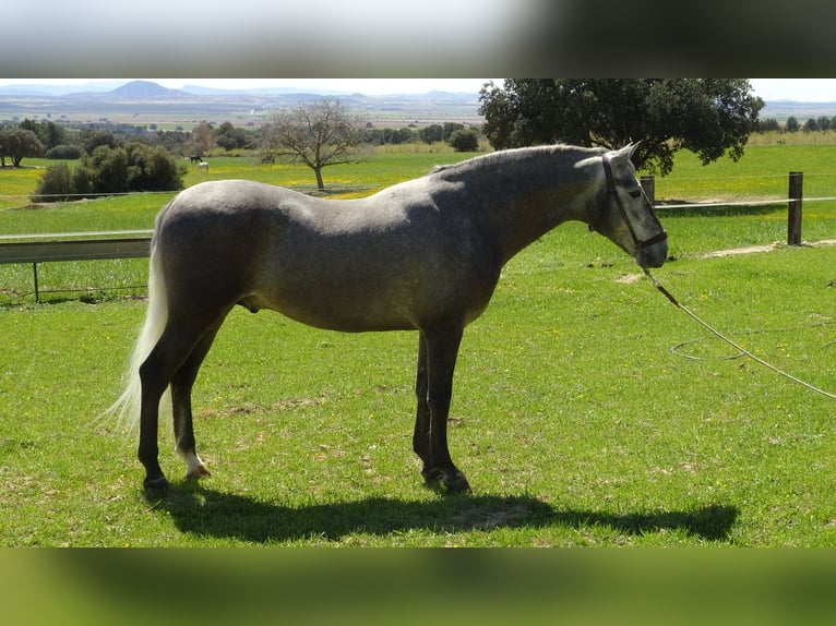 PRE Stallone 5 Anni 158 cm Grigio in Alpera