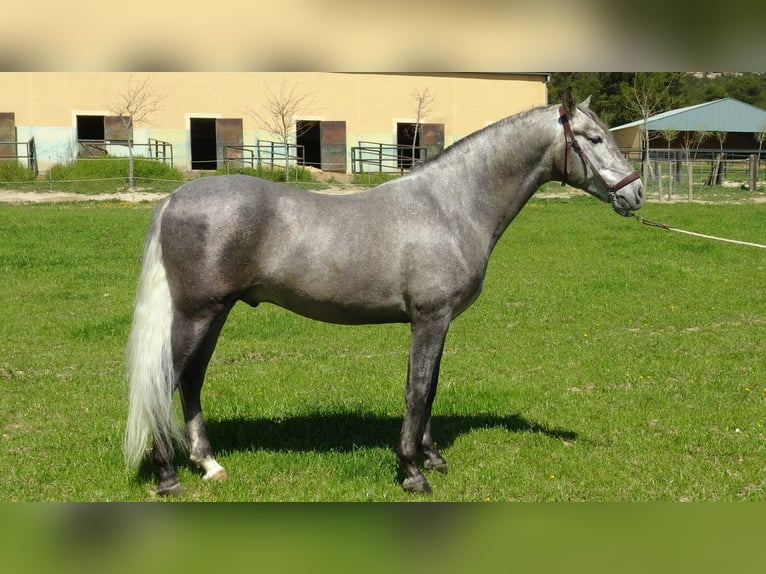 PRE Stallone 5 Anni 158 cm Grigio in Alpera