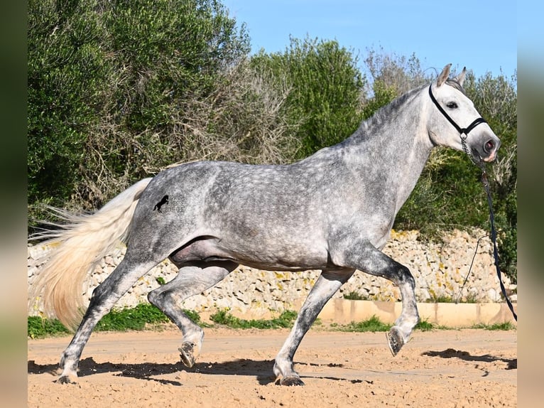 PRE Stallone 5 Anni 158 cm Grigio in Menorca