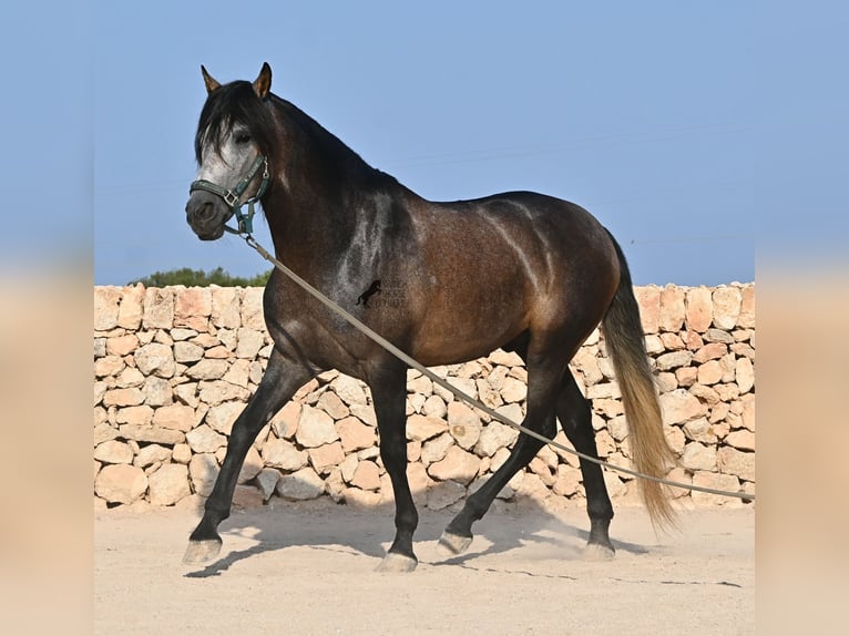 PRE Stallone 5 Anni 158 cm Grigio in Menorca