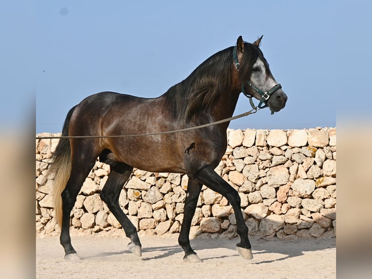 PRE Stallone 5 Anni 158 cm Grigio in Menorca