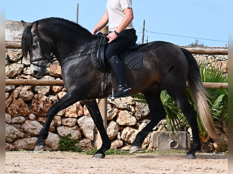 PRE Mix Stallone 5 Anni 158 cm Grigio in Menorca