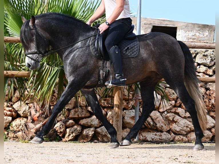 PRE Mix Stallone 5 Anni 158 cm Grigio in Menorca