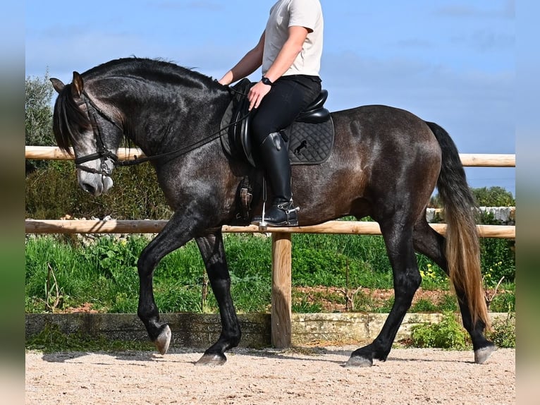 PRE Mix Stallone 5 Anni 158 cm Grigio in Menorca