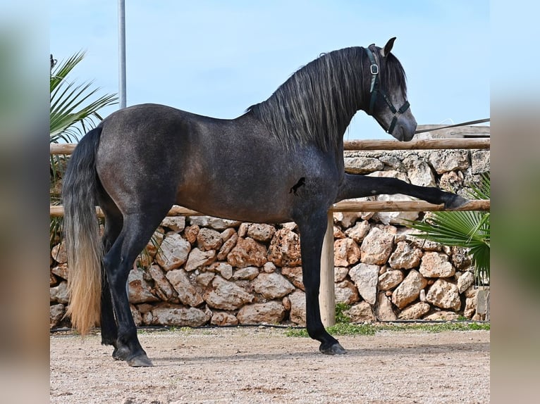 PRE Mix Stallone 5 Anni 158 cm Grigio in Menorca