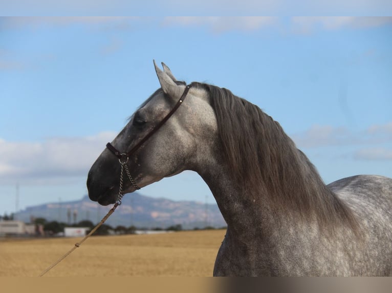 PRE Mix Stallone 5 Anni 158 cm Grigio pezzato in Hamburg