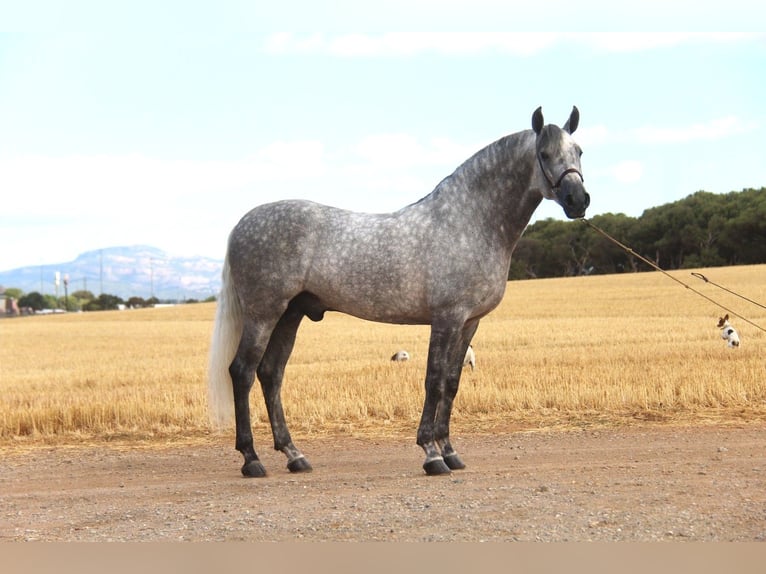 PRE Mix Stallone 5 Anni 158 cm Grigio pezzato in Hamburg