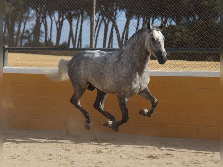 PRE Mix Stallone 5 Anni 158 cm Grigio pezzato in Hamburg