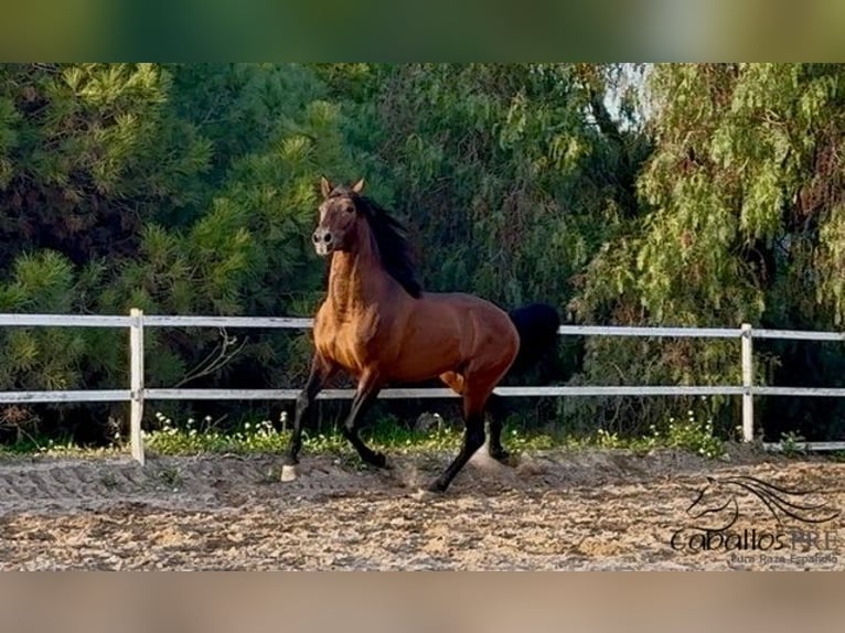 PRE Stallone 5 Anni 159 cm Baio in Barcelona