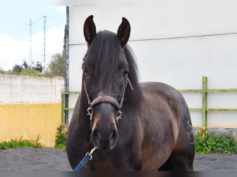 PRE Stallone 5 Anni 160 cm Baio scuro in Provinz Granada