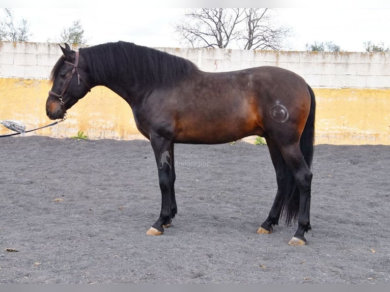 PRE Stallone 5 Anni 160 cm Baio scuro in Provinz Granada