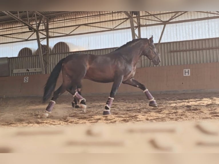 PRE Stallone 5 Anni 160 cm Baio scuro in Matzendorf