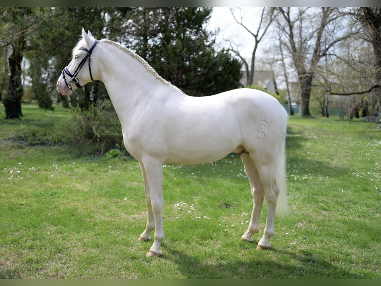 PRE Stallone 5 Anni 160 cm Cremello in Balatonfenyves