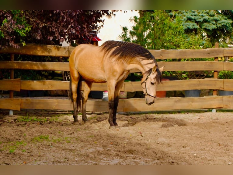 PRE Mix Stallone 5 Anni 160 cm Falbo in POLENZ