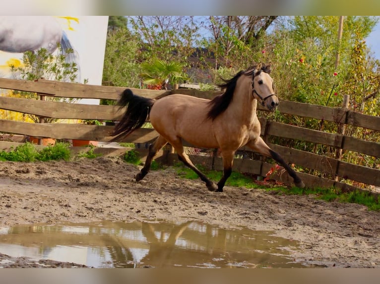 PRE Mix Stallone 5 Anni 160 cm Falbo in POLENZ