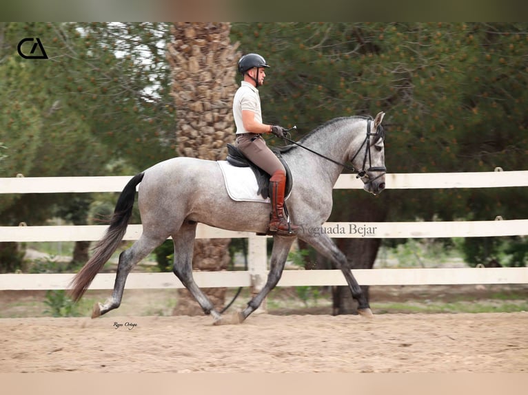 PRE Stallone 5 Anni 160 cm Grigio in Puerto Lumbreras