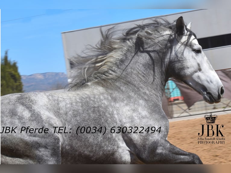 PRE Mix Stallone 5 Anni 160 cm Grigio in Tabernas Almeria