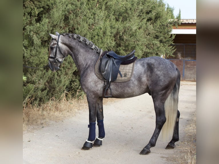 PRE Stallone 5 Anni 160 cm Grigio in SEVILLE