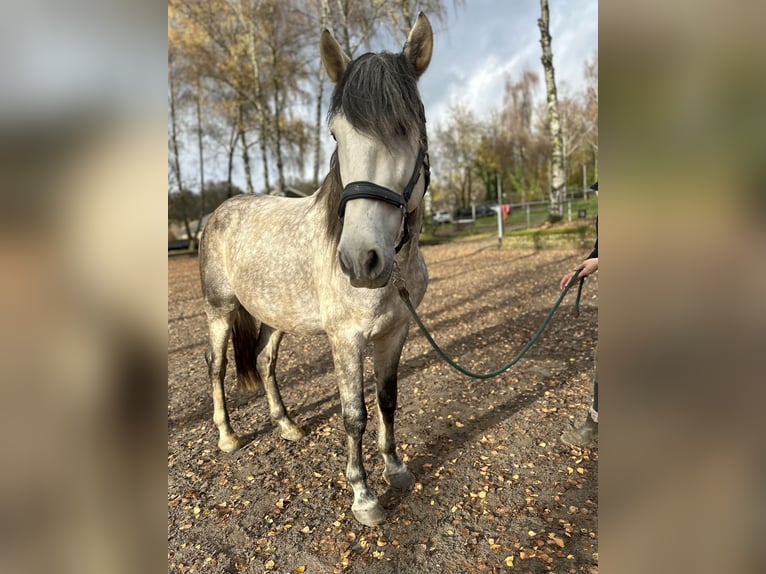 PRE Stallone 5 Anni 160 cm Grigio in D&#xFC;sseldorf