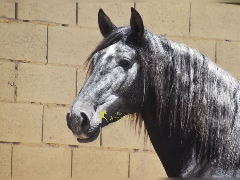 PRE Stallone 5 Anni 160 cm Grigio ferro in Provinz Granada