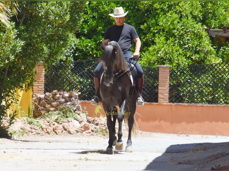 PRE Stallone 5 Anni 160 cm Grigio ferro in Provinz Granada