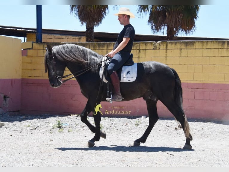 PRE Stallone 5 Anni 160 cm Grigio ferro in Provinz Granada