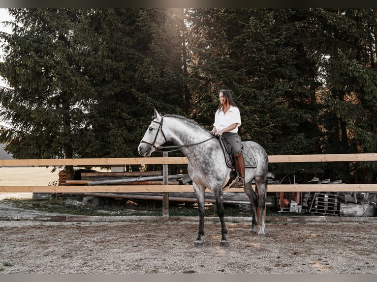 PRE Stallone 5 Anni 160 cm Grigio pezzato in Altmelon