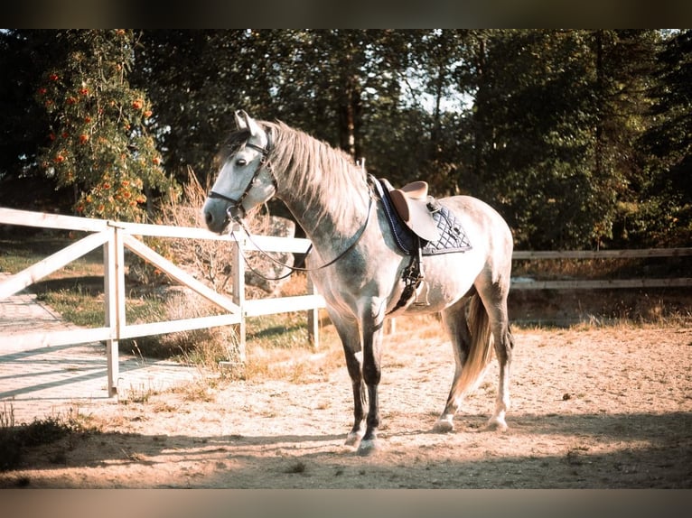 PRE Stallone 5 Anni 160 cm Grigio pezzato in Altmelon