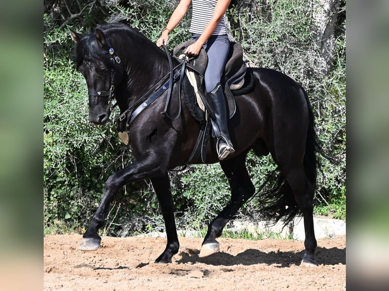 PRE Mix Stallone 5 Anni 160 cm Morello in Menorca