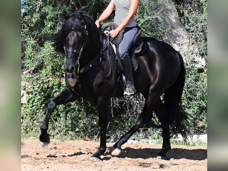 PRE Mix Stallone 5 Anni 160 cm Morello in Menorca